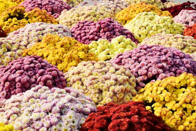 Colorful Chrysanthemums Background