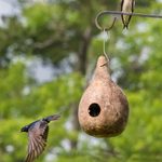 How to Make a Purple Martin Gourd House