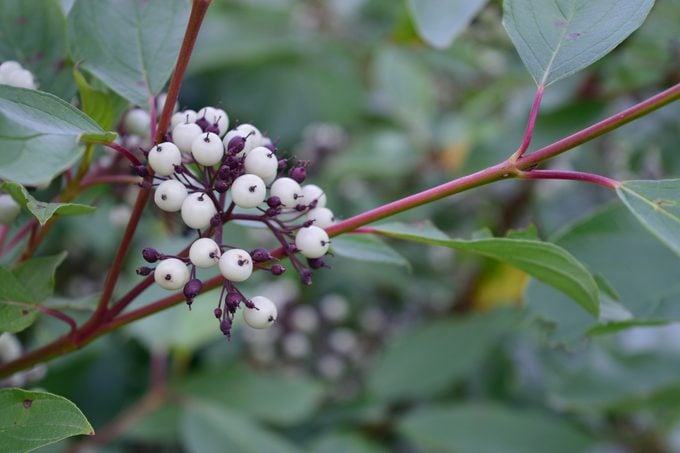 Red Osier Dogwood (Cornus sericea (stolonifera)) Berries