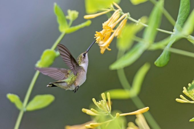 perennials for hummingbirds