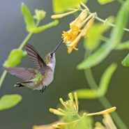 The Best Perennials to Grow for Hummingbirds