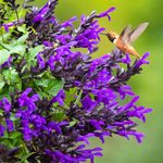 Top 10 Salvias to Grow for Hummingbirds