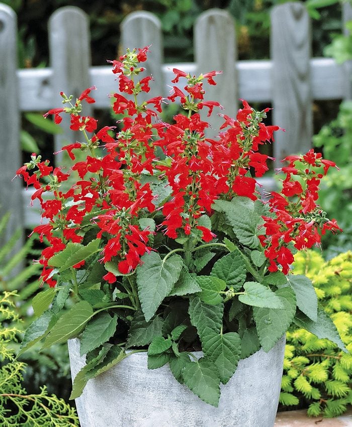 Salvia Lady In Red, salvias for hummingbirds