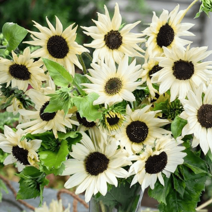 italian white sunflower