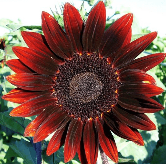 moulin rouge sunflower varieties