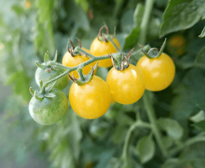 fire fly tomato, best tomatoes