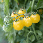 Top 10 Best Tomatoes to Grow
