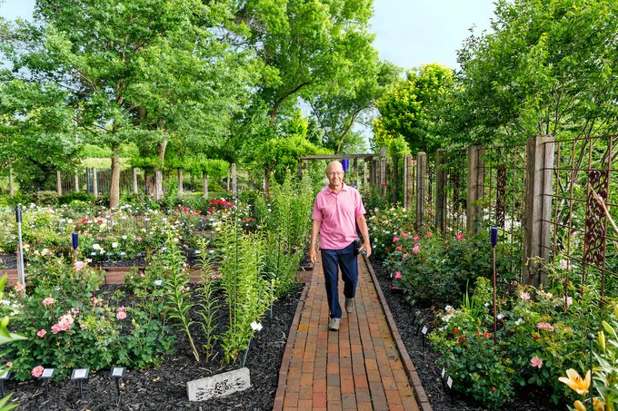 Will Radler, Inventor Of The Knockout Rose, Walks Through His Test Garden In Greenfield, Wi In July Of 2019.