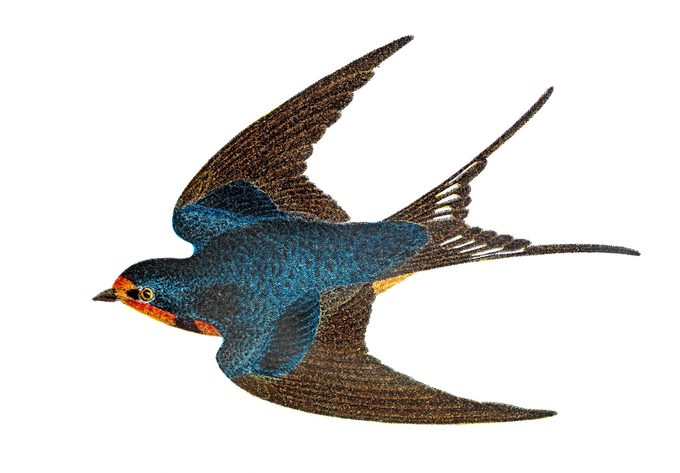 An illustration of a barn swallow flying through the air.