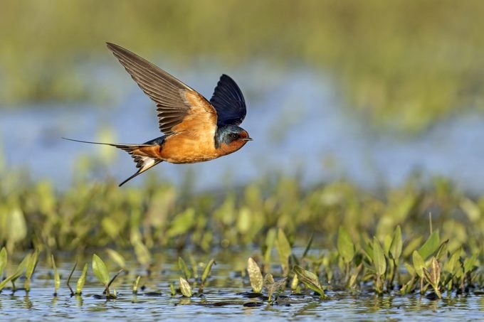 An adult barn swallow gracefully glides over a marsh.