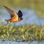 9 Fascinating Barn Swallow Facts