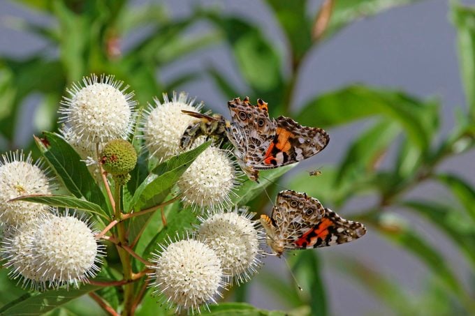 Butterflies and a bee visit the white blooms of a buttonbush