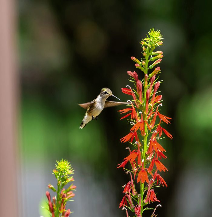 best perennials for hummingbirds