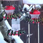 You Won’t Believe How Many Hummingbirds Visited This Backyard
