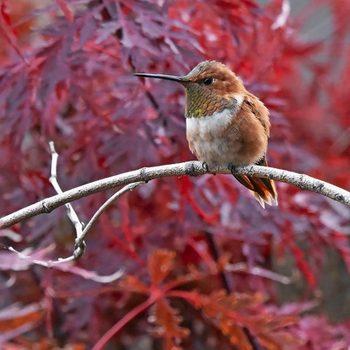 hummingbird male vs female, A male rufous hummingbird perches on a branch in front of a tree in its fall colors.