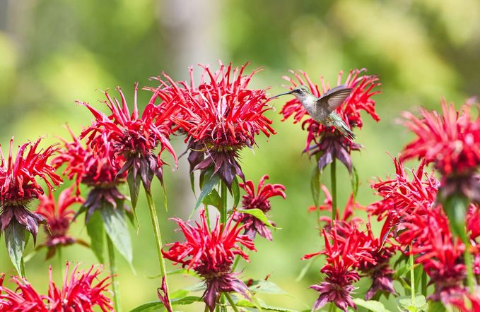 A ruby-throated hummingbird flies between the flowers of a bee balm plant.