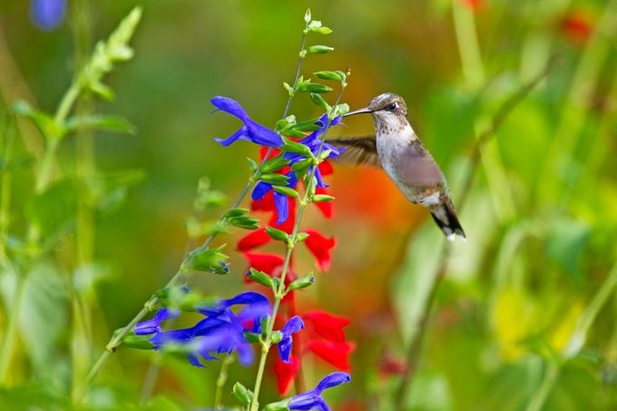 perennials for hummingbirds