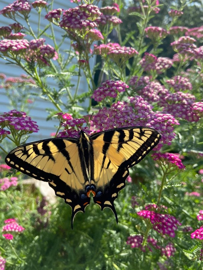 yarrow plant, A swallowtail butterfly sips nectar from a cluster of purple yarrow