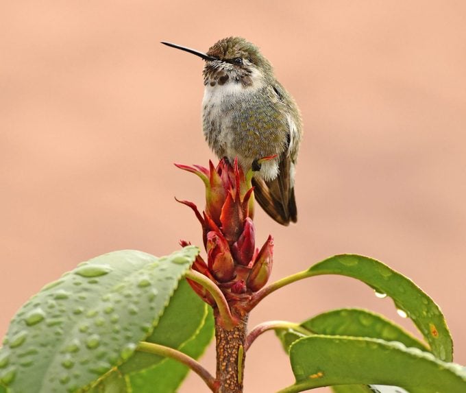 hummingbird male vs female, A young male Costa's hummingbird perches on a flower in the rain.