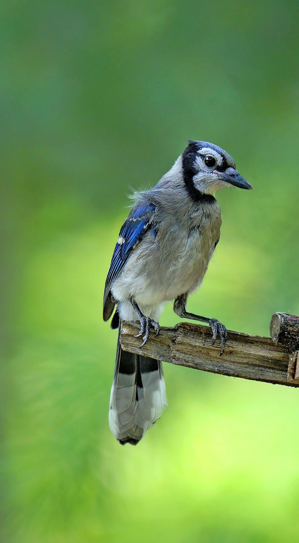 National Audubon Society - It's official! The Toronto Blue Jays