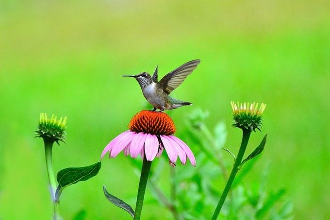 hummingbird on coneflower