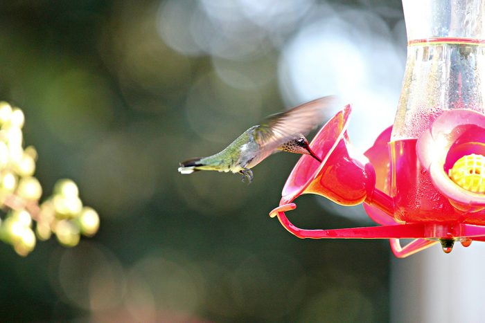 hummingbird migration