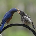 What Foods Do Baby Birds Eat?
