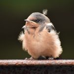 16 Super Sweet Baby Swallow Pictures