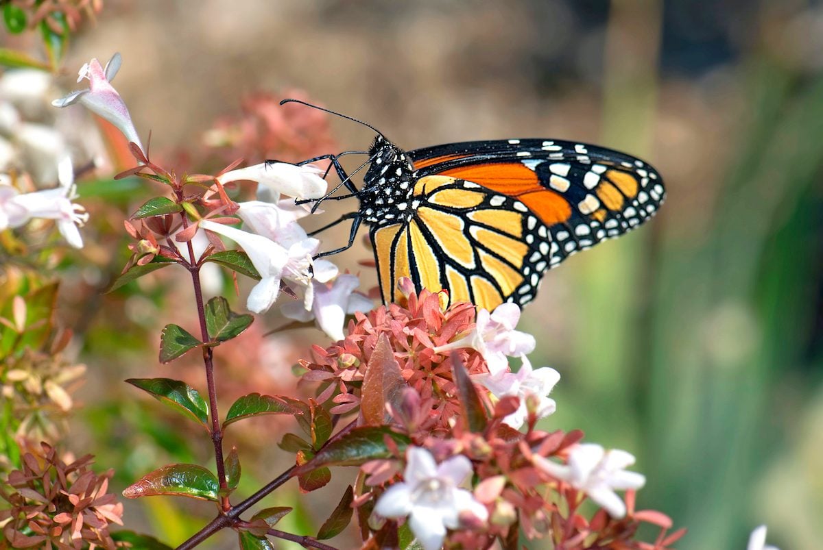 Monarch Butterfly (danaus Plexippus) On Glossy Abelia. Image Shot 2007. Exact Date Unknown.