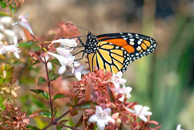Monarch Butterfly (danaus Plexippus) On Glossy Abelia. Image Shot 2007. Exact Date Unknown.