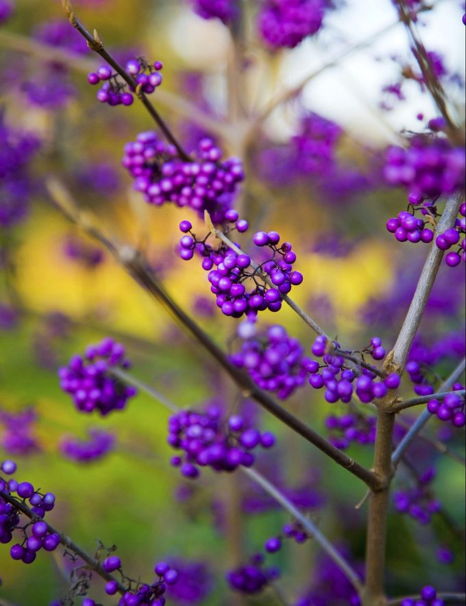 fast growing shrubs, Purple Jewel Like Berries On Callicarpa Japonica. Image Shot 2008. Exact Date Unknown.