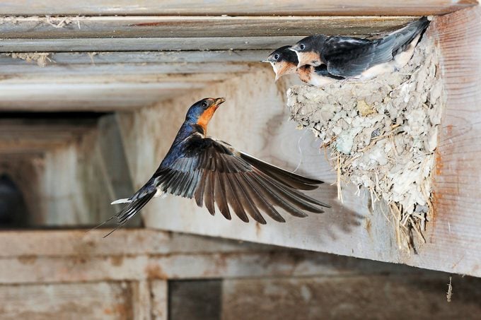 Barn Swallow, Hirundo Rustica