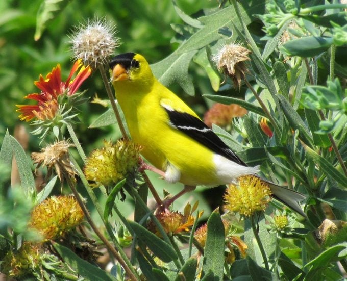 blanketflower and goldfinch