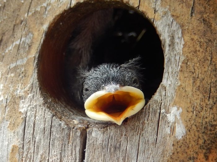 baby swallow