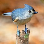 How to Identify and Attract a Tufted Titmouse