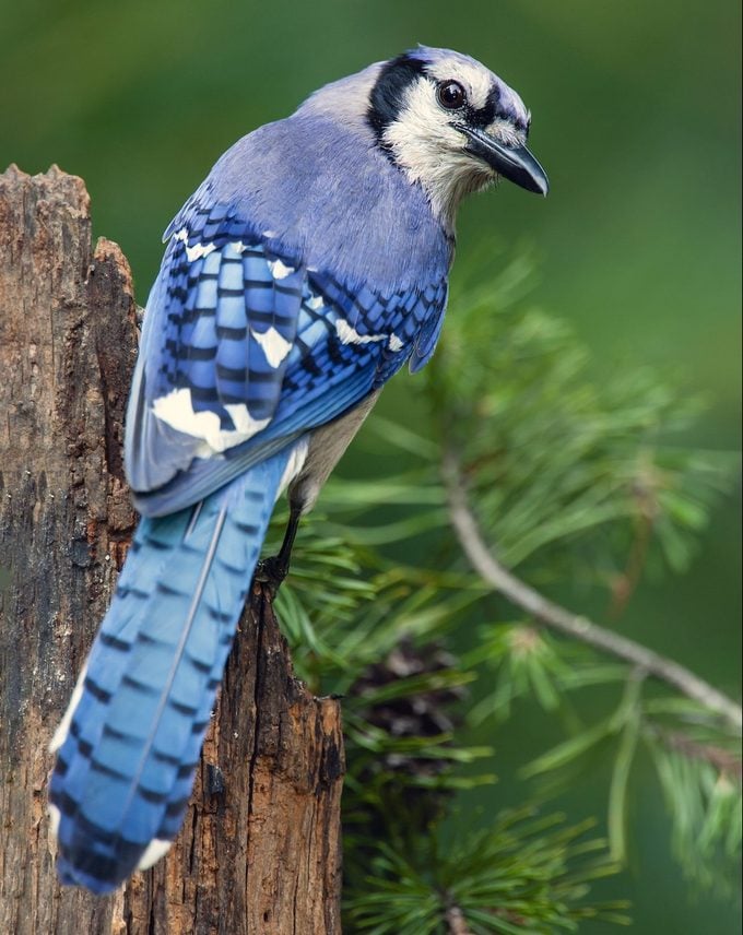 Blue Jay In Eastern Us Forest, Summer.