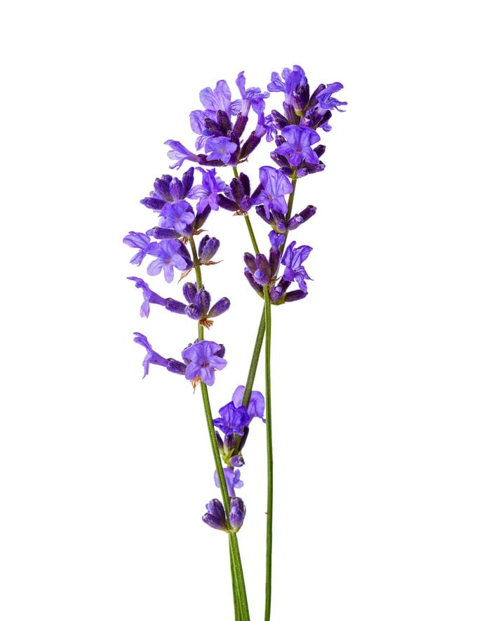 Three Sprigs Of Lavender Isolated On White Background.