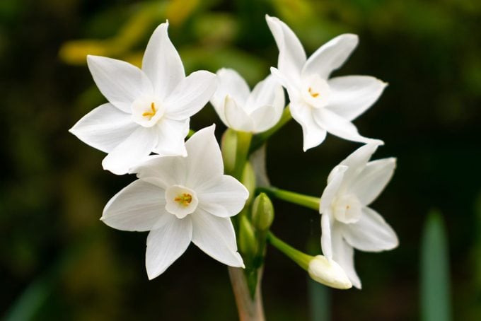Paperwhite Narcissus flower