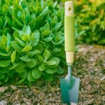 How to Safely Transplant Perennials and Flowers