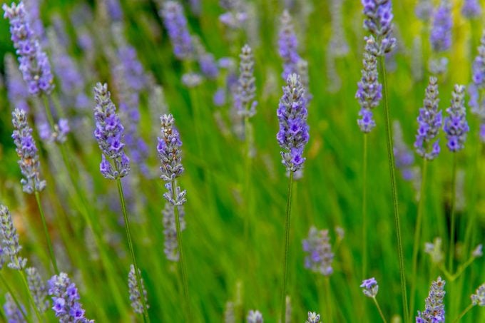 Lavender flowers, plants for sandy soil