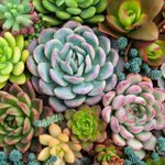 What I Wish I Knew Before Planting My Succulent Garden
