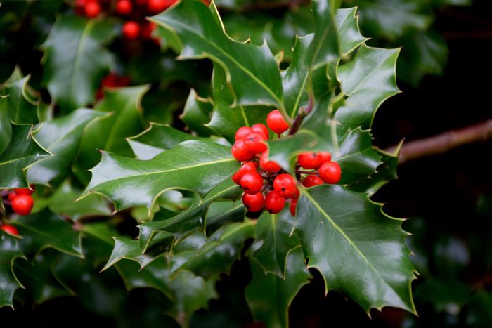 branch of Holly berries