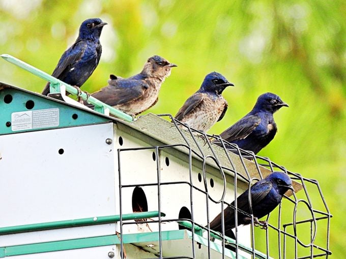 Purple Martin (Progne subis) five perched on a birdhouse