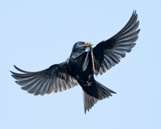 Purple Martin with Dragonfly