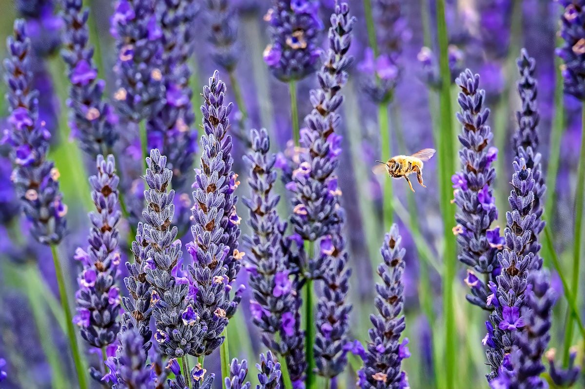 How to Grow Lavender in Your Garden - Benefits of Lavender