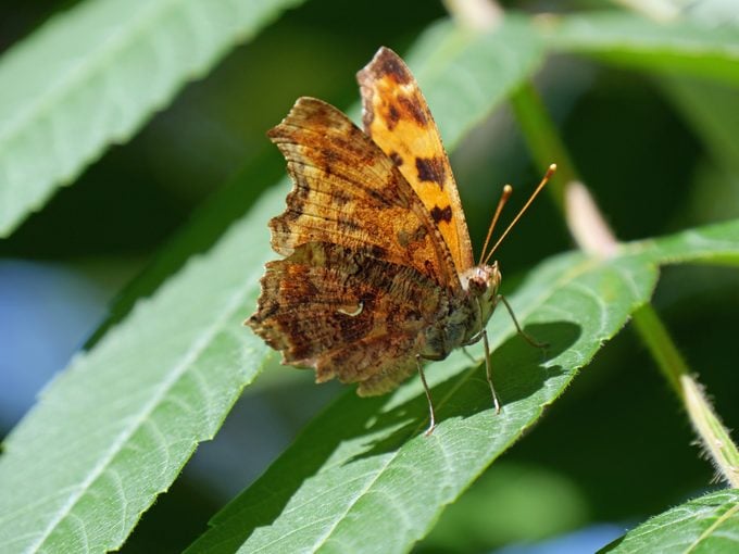Eastern Comma Brush-Footed Butterfly