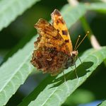 All About Comma and Question Mark Butterflies