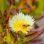 11 Succulents That Will Attract Pollinators