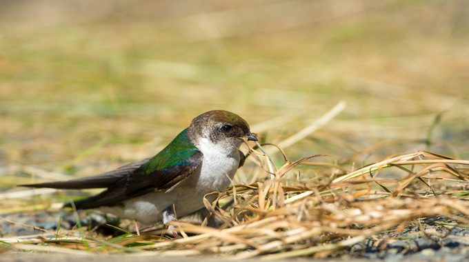 Violet-green Swallow - Female