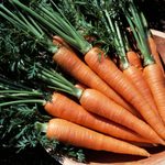 6 Interesting Carrot Facts Worth Knowing